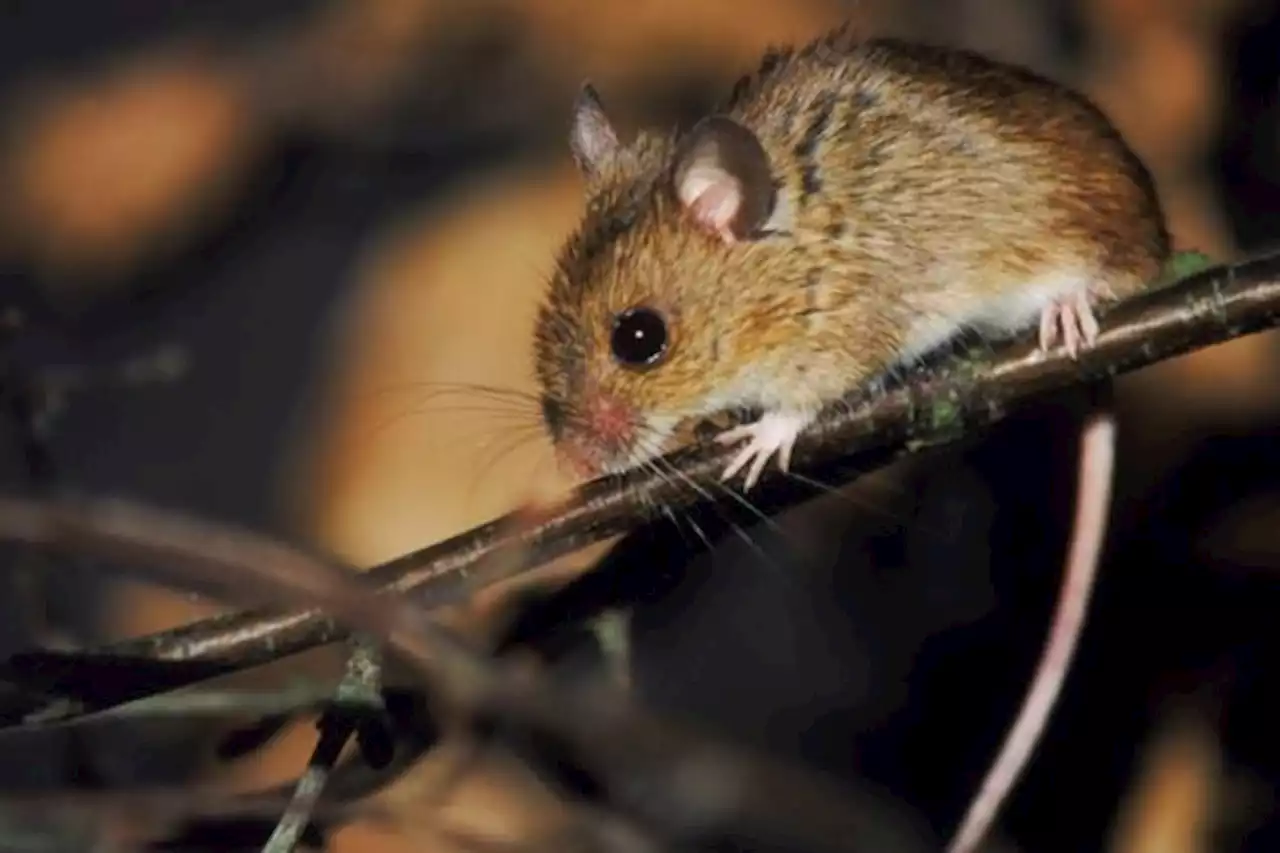 Muncul Korban di Tarakan, Waspadai Kencing Tikus Berikut Gejalanya...