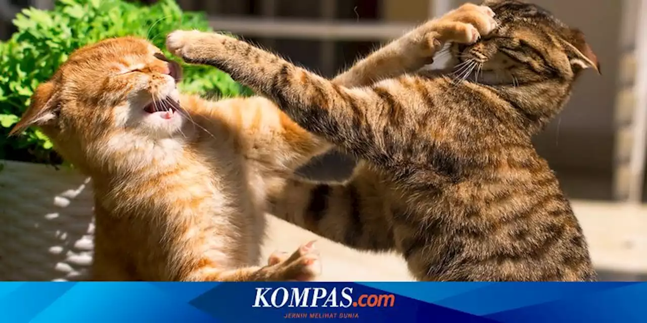 5 Penyebab Kucing Berkelahi dan Cara Menghentikannya