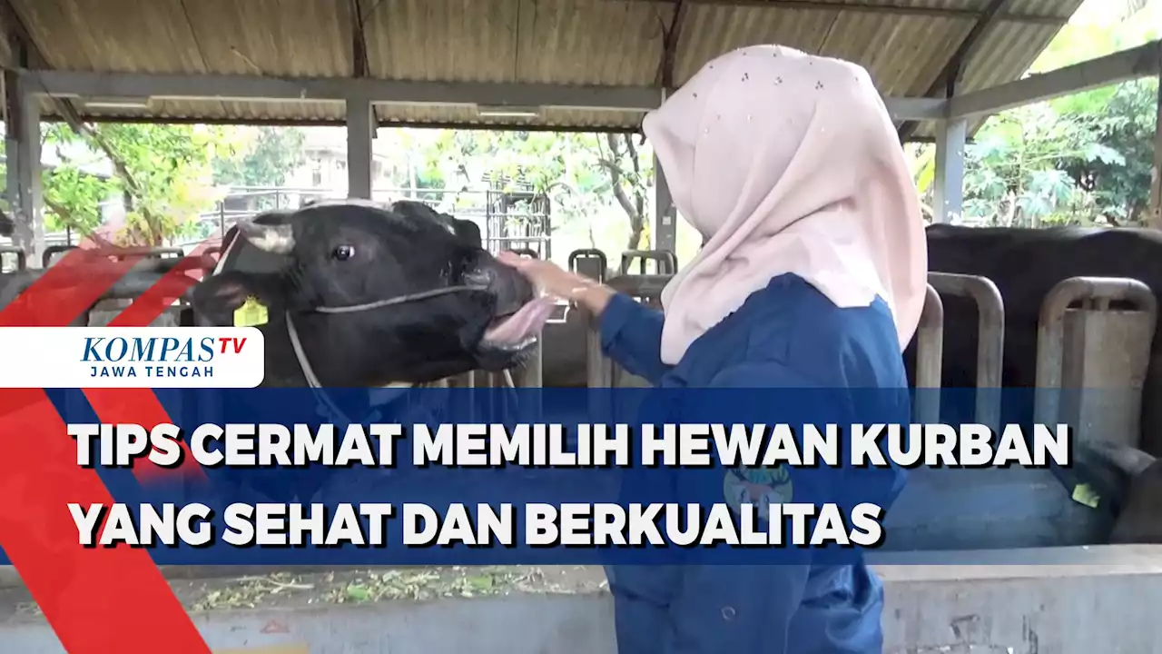 Tips Cermat Memilih Hewan Kurban yang Sehat dan Berkualitas