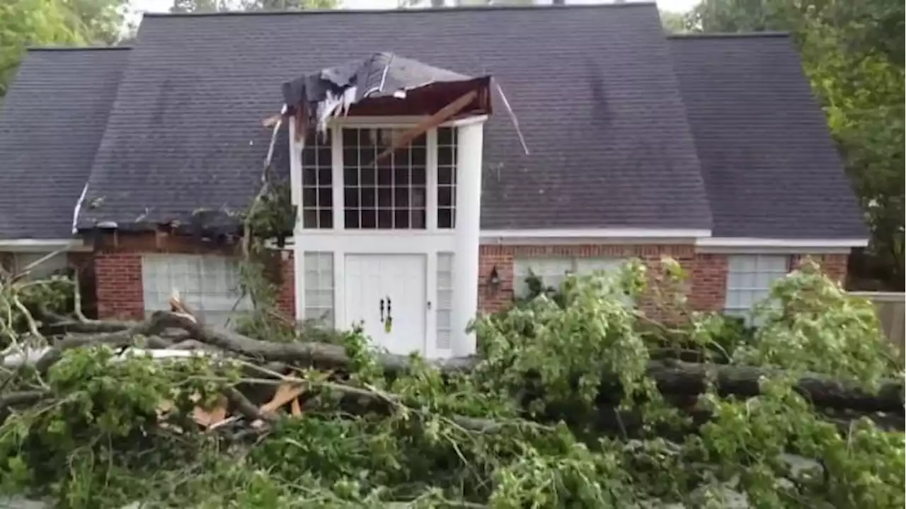 Arborist: Why more trees uprooted than toppled during Wednesday’s severe storms