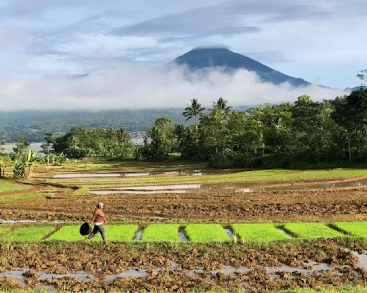 Sensus Pertanian Sebagai Cikal Bakal Penerapan Kebijakan