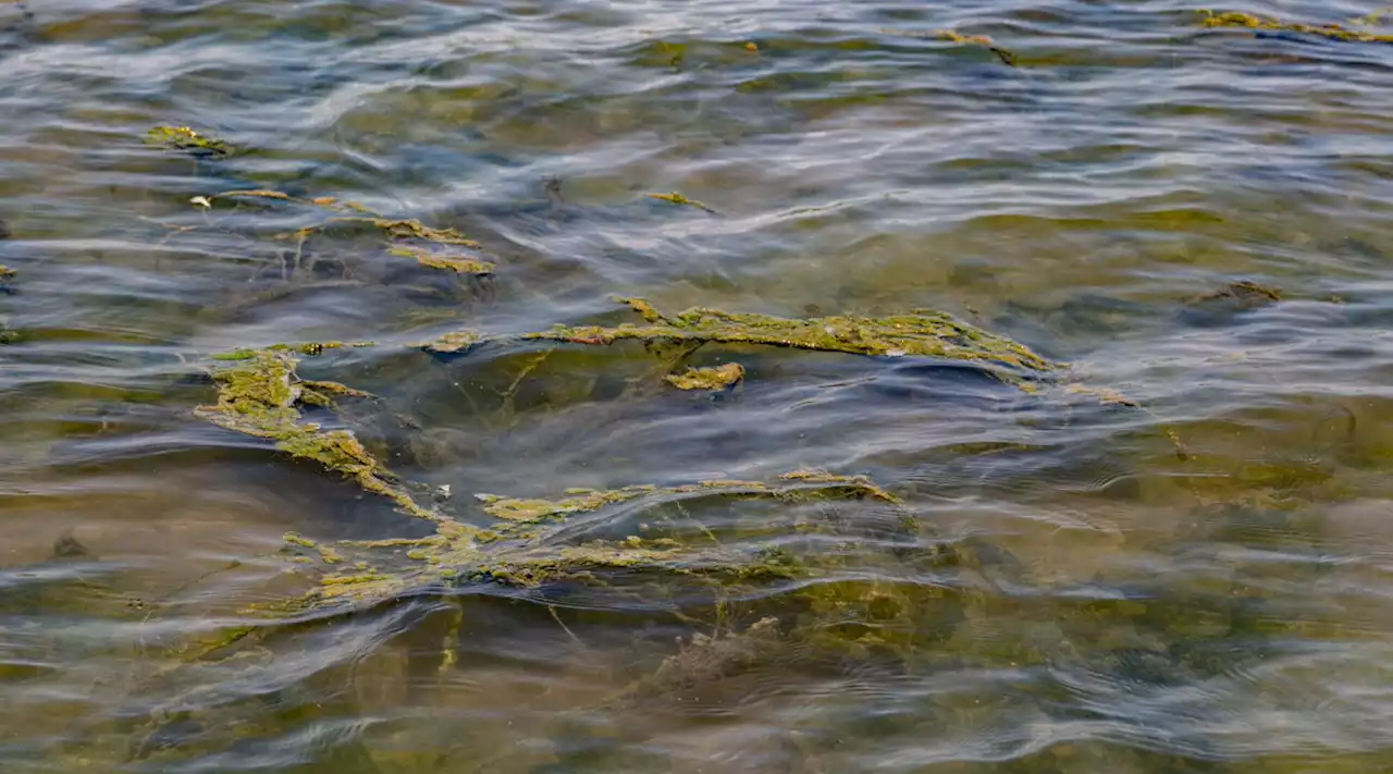 California, alga tossica fa strage di delfini e leoni marini