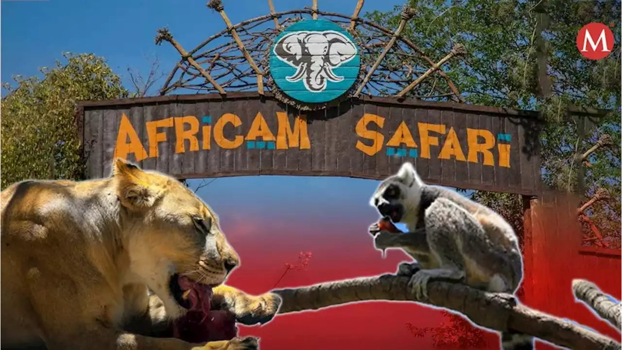 Africam Safari: así se refrescan los animales ante ola de calor