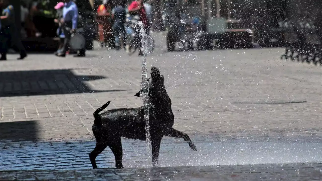 ¡Qué envidia! Perrito de Celaya aprovecha fuente para bajarse el calor