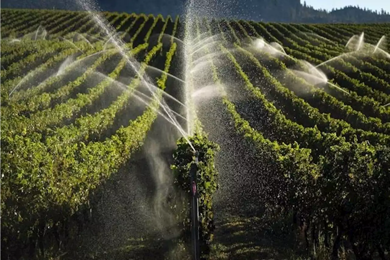 B.C. vineyards devastated by winter freeze, slashing wine output up to 56%: growers