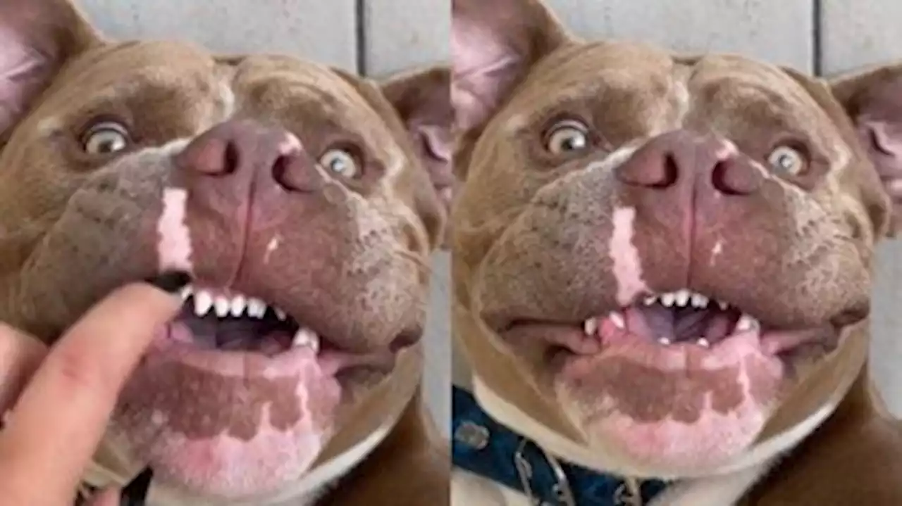 Trend para desmitificar 'fama' de perigoso do pit bull viraliza na web