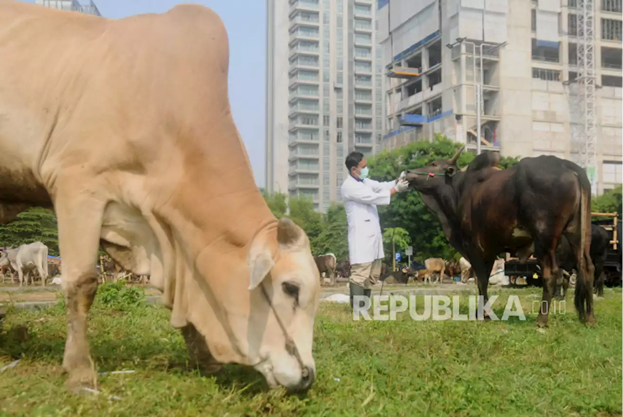 Sahkah Kurban dengan Kambing Betina? |Republika Online