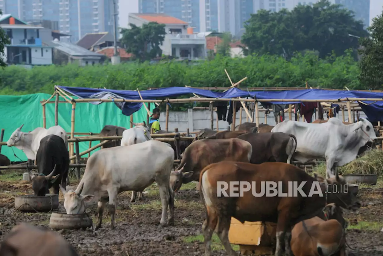 Tips Memilih Hewan Qurban yang Sehat |Republika Online