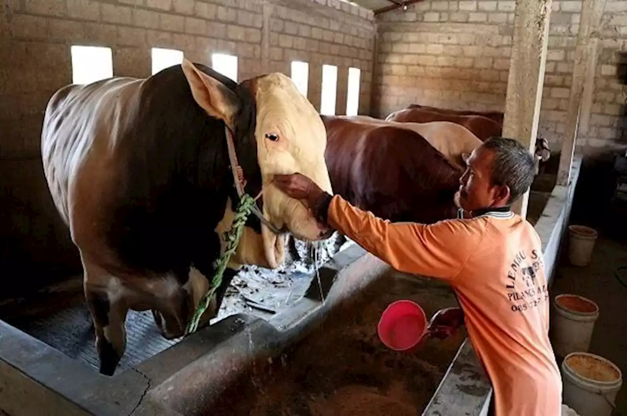 Presiden Jokowi Kurban Sapi Simental 1,2 Ton di Masjid Istiqlal