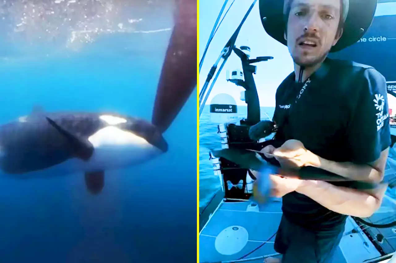 Killer whales filmed attacking boat in The Ocean Race in 'scary moment'