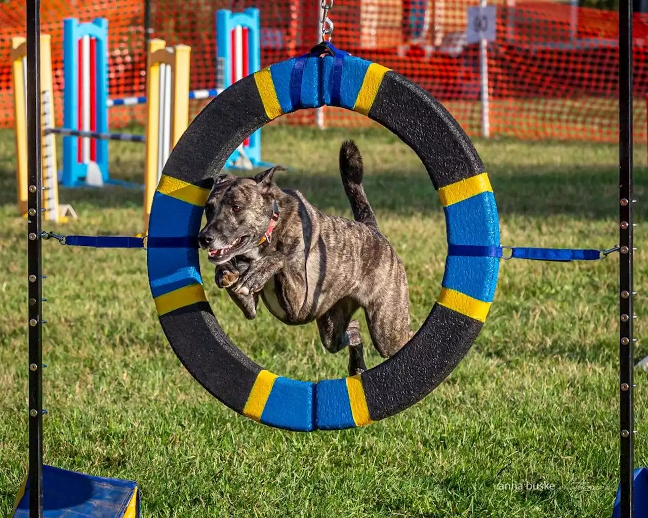 Dog agility skills on display this weekend