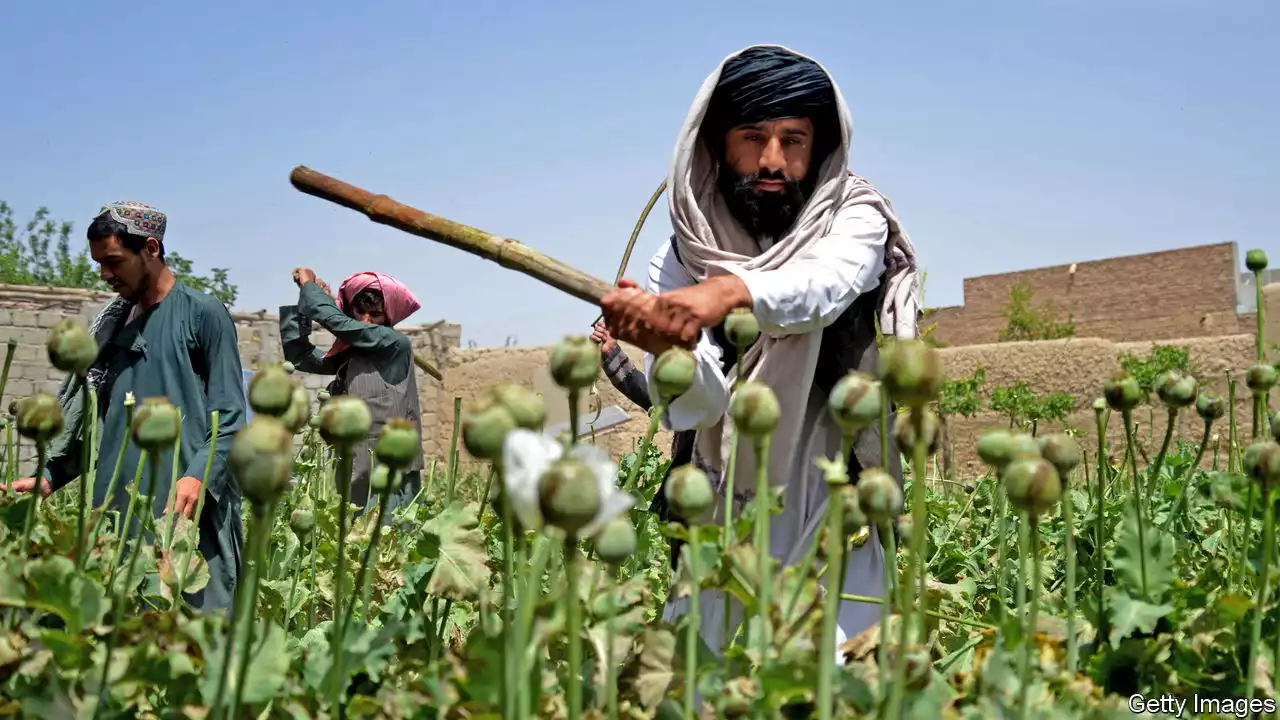 The Taliban have launched an impressive new war on drugs