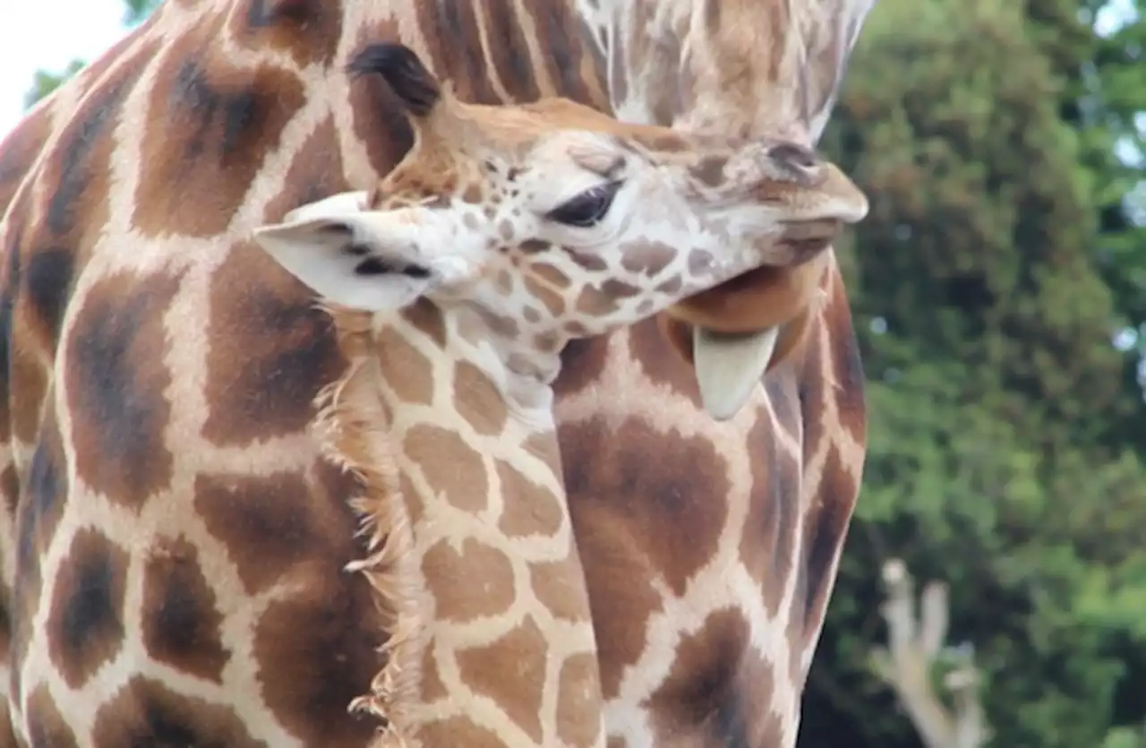 Fota wildlife park celebrates 40 year anniversary with announcement of newborn giraffe