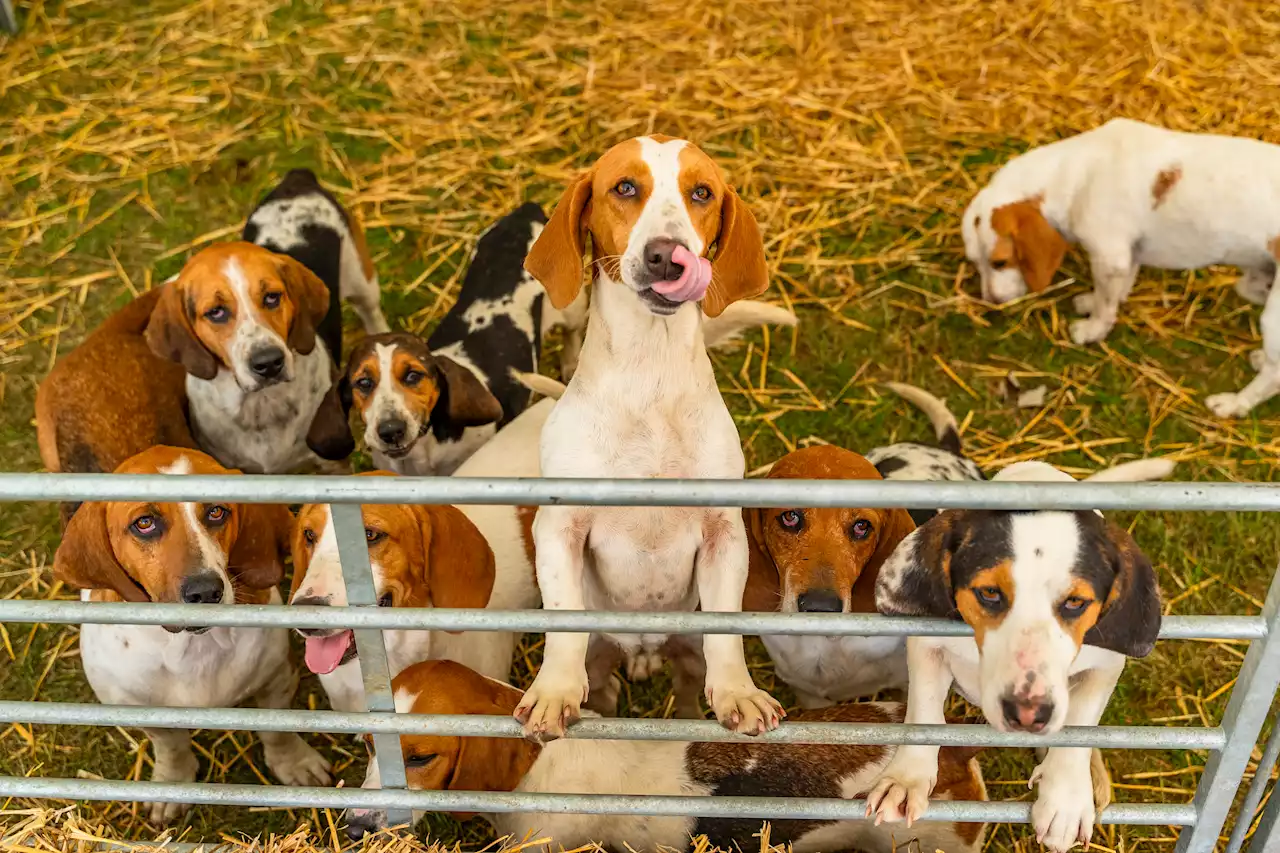 The best pictures from the second day of the Lincolnshire Show