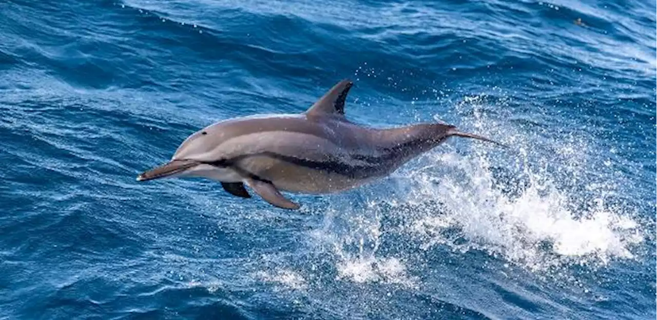 Golfinhos de combate: Reino Unido acusa Rússia de treinar animais contra Ucrânia