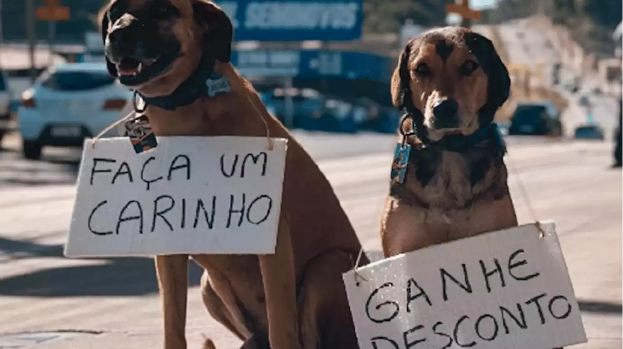 Posto dá desconto em combustível para clientes que fazem carinho em cachorros