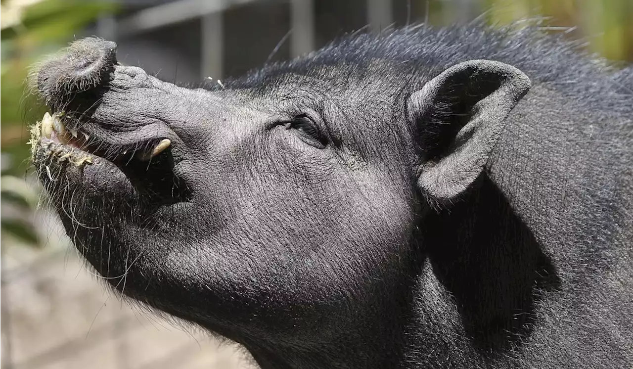 Potbellied pig leads police on wild chase through Pennsylvania town