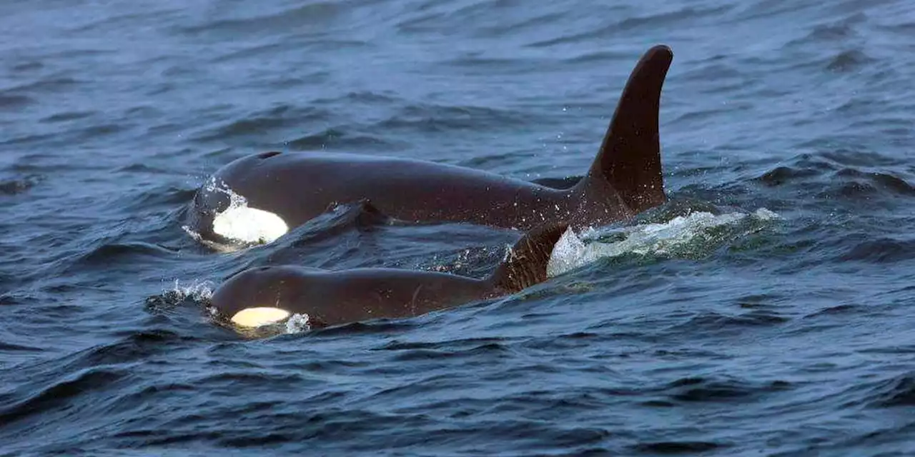 Orcas disrupt boat race near Spain in latest display of dangerous, puzzling behavior