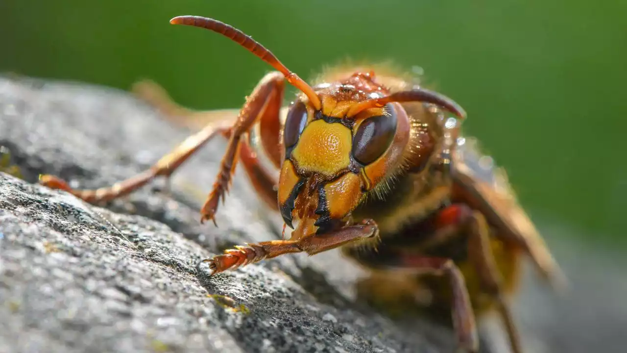 'Insektensommer': Besonders viele Hornissen in diesem Jahr