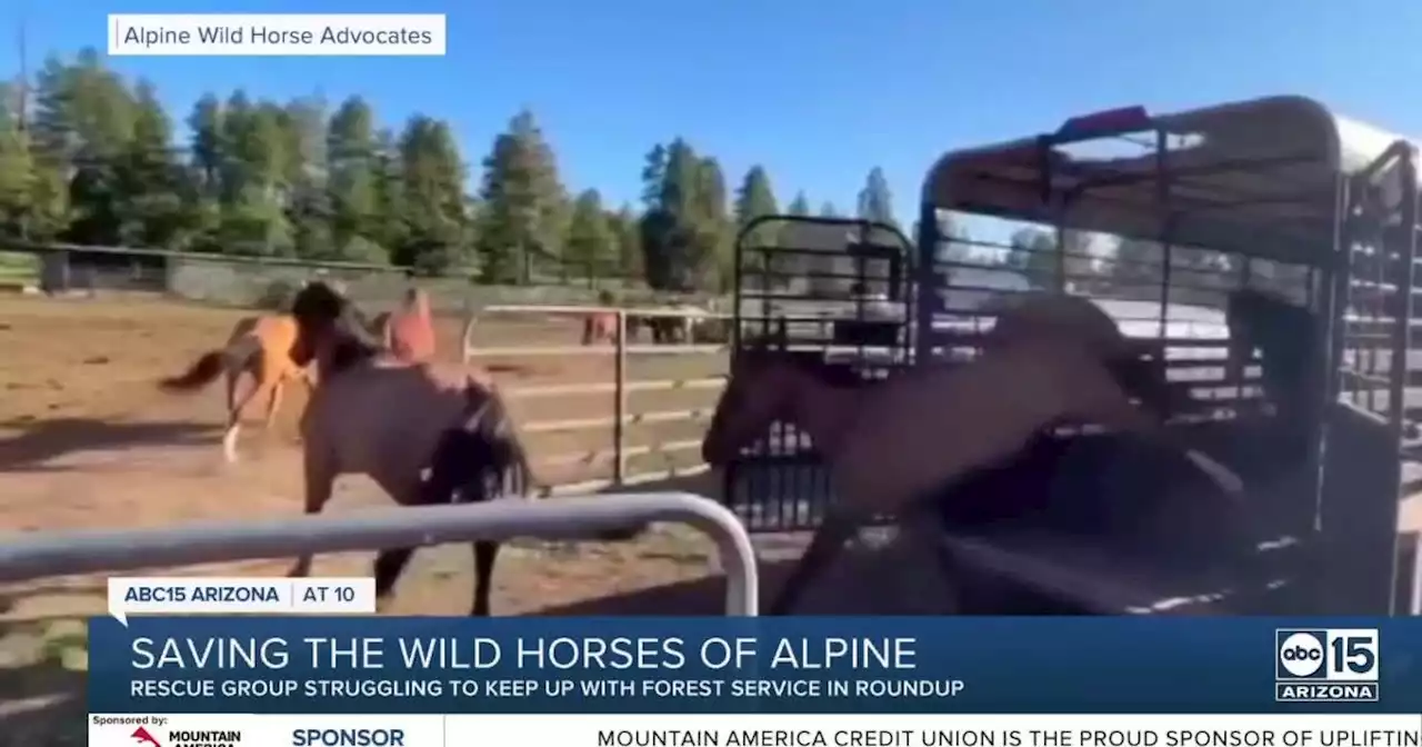 Arizona wild horses being rounded up, put up for auction in northwestern Arizona