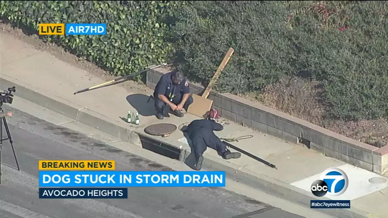 Firefighters working to rescue dog stuck in storm drain in San Gabriel Valley