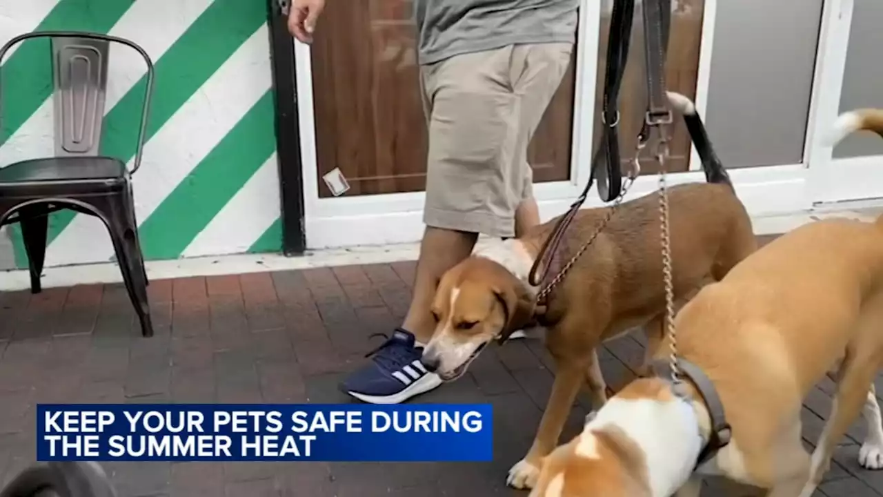 Tips for keeping dogs, pets safe during excessive heat in summer months