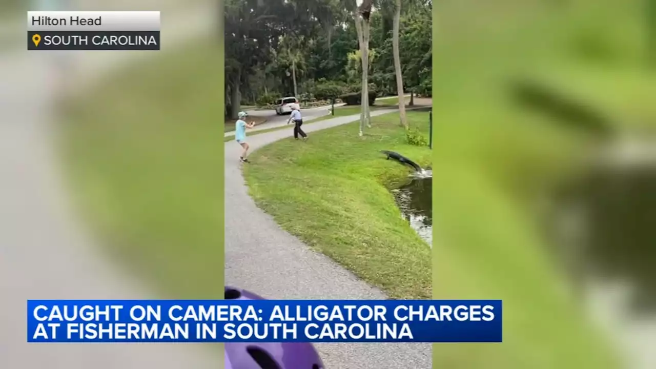 Caught on camera: Alligator charges at fisherman