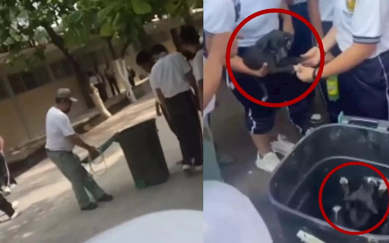 Videos | Denuncian crueldad animal contra perros en escuela secundaria de Juchitán, Oaxaca