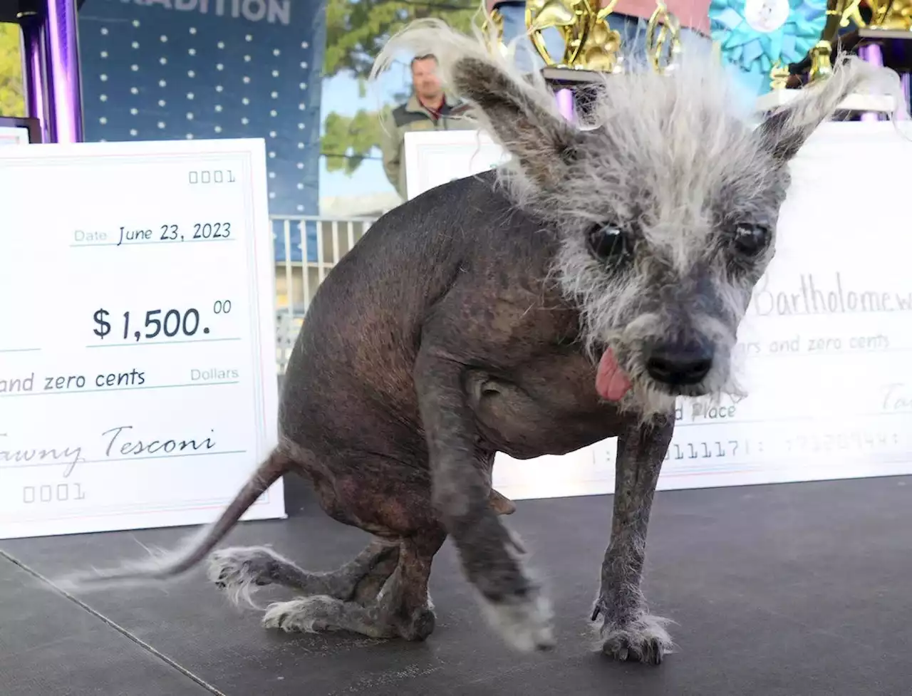 Nackthund «Scooter» zum «hässlichsten Hund der Welt» gekürt