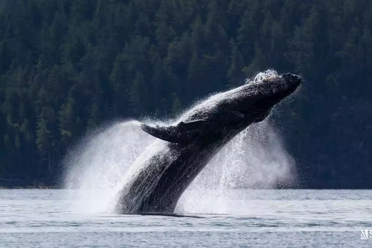 Massive humpback whale photographed breaching into the air in B.C.