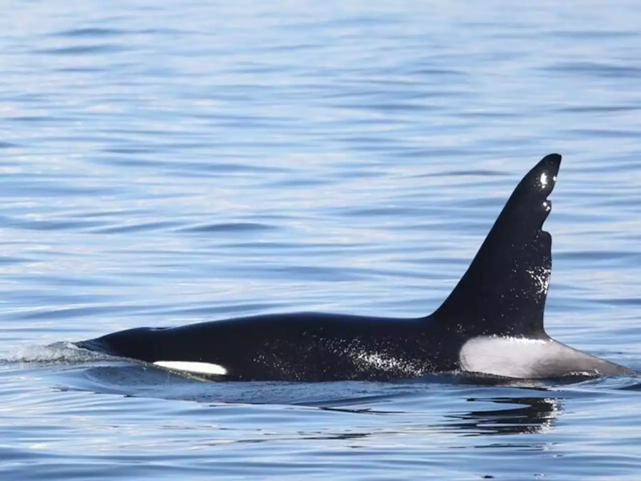 Killer whales attack yacht during international race