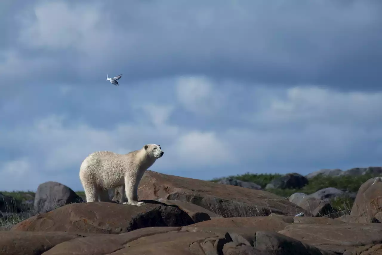 Opinion: Conservatives need to be at the table on climate change