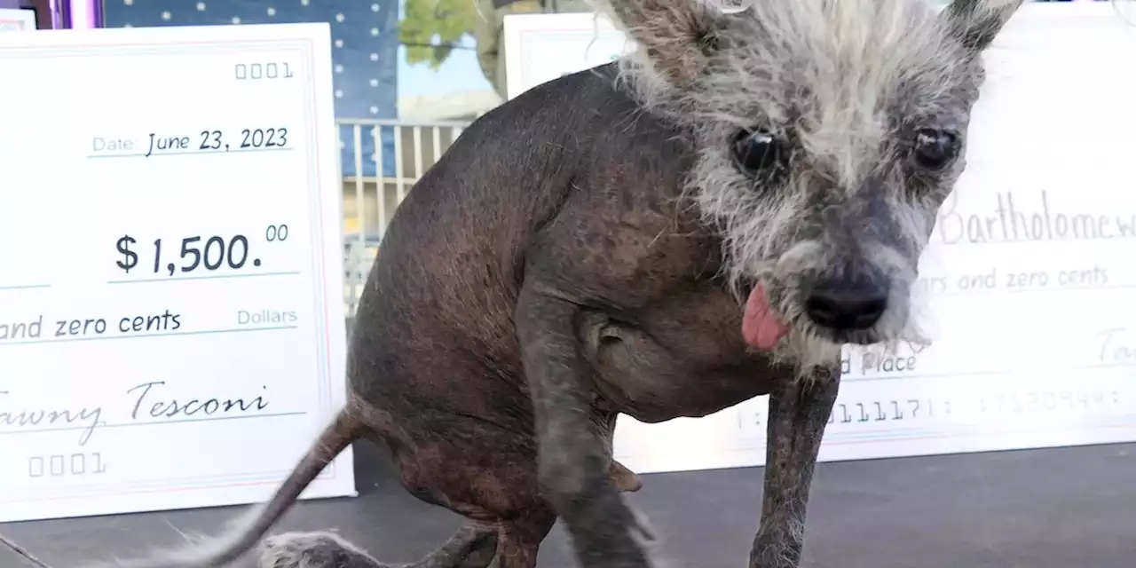 Chinesischer Schopfhund ist „hässlichster Hund der Welt“