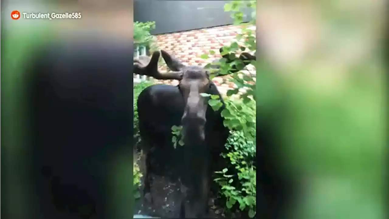 Moose on the loose in northwest Calgary back yard