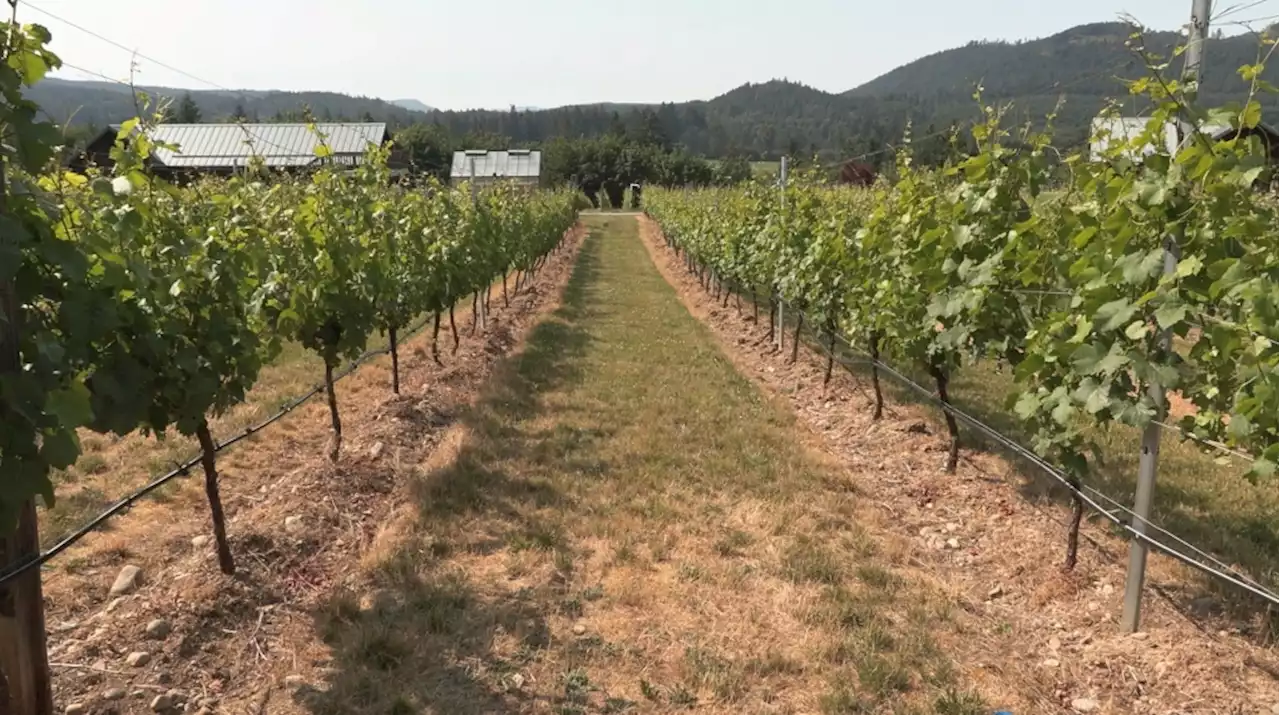 Vancouver Island wineries expect a banner year while Okanagan suffers