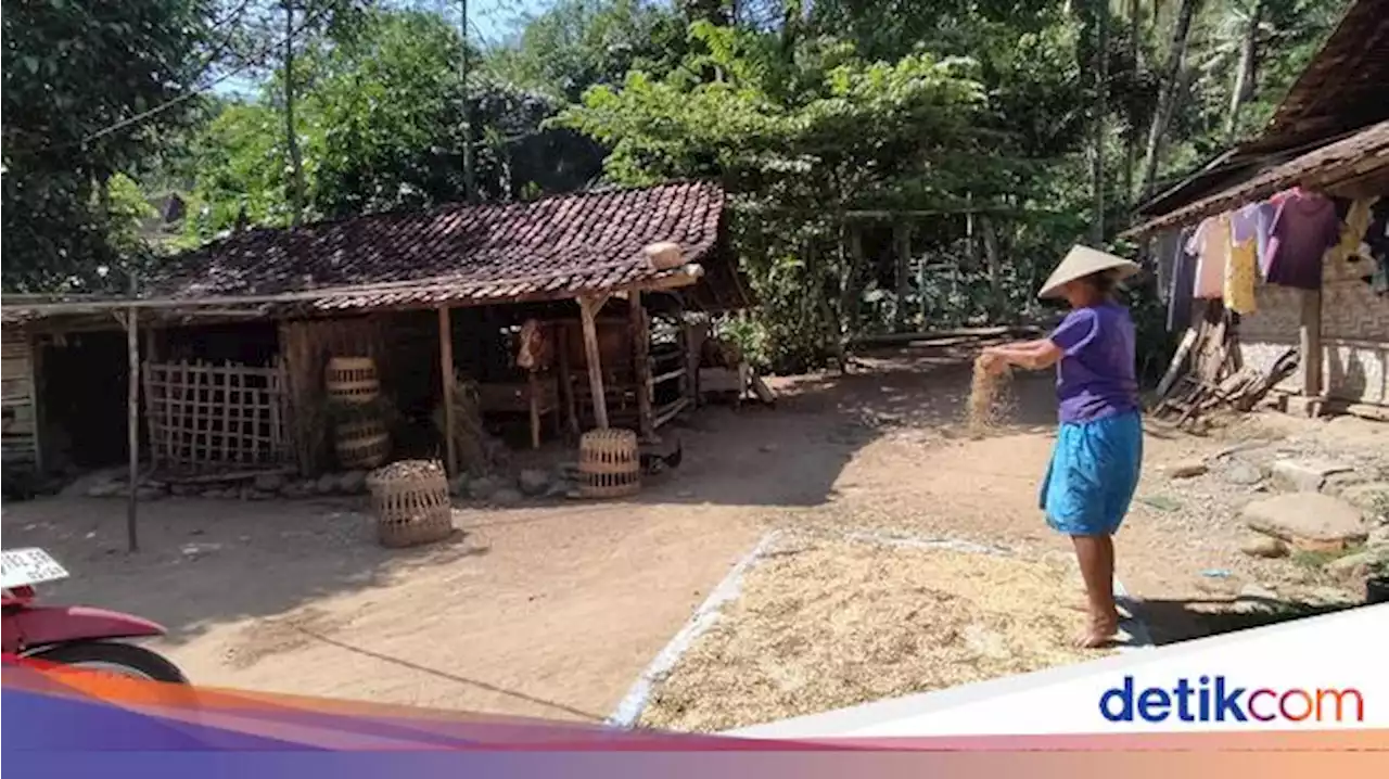 Cerita di Balik Pantangan Warga Nosari Wonogiri Menanam Pisang