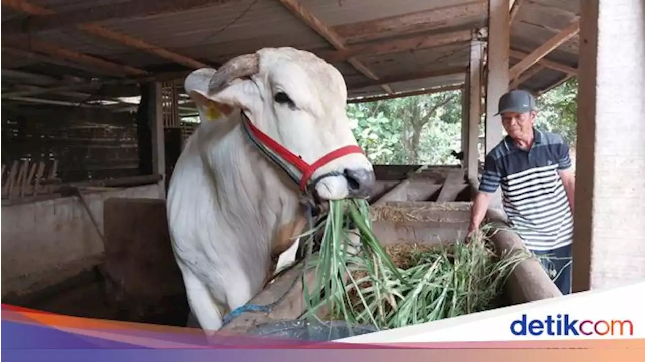 Duduk Perkara Kasno yang Sempat Protes, Kini Sapinya Jadi Dibeli Jokowi