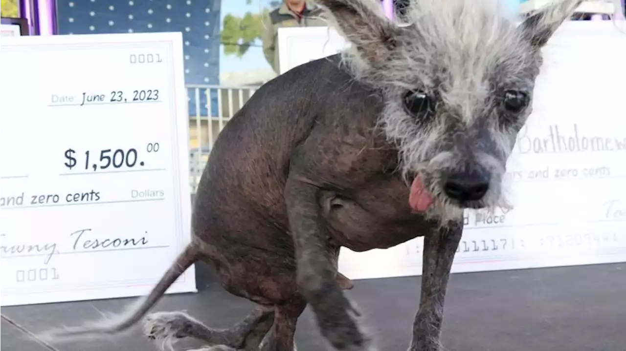 Nackthund „Scooter“ zum „hässlichsten Hund der Welt“ gekürt