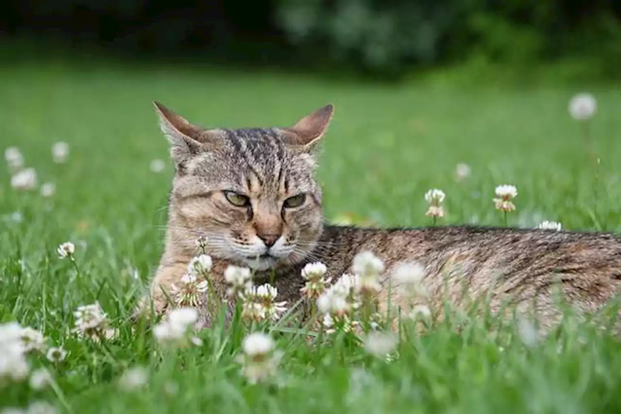 ¿Por qué los gatos se acercan a unas personas y a otras no?