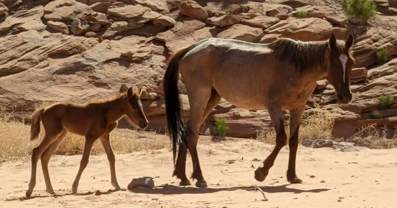 Mom horse, newborn foal rescued after being stranded on Lake Powell beach