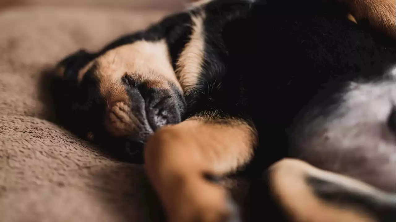 Eure : la gendarmerie ouvre une enquête après la découverte d'un chien gravement mutilé