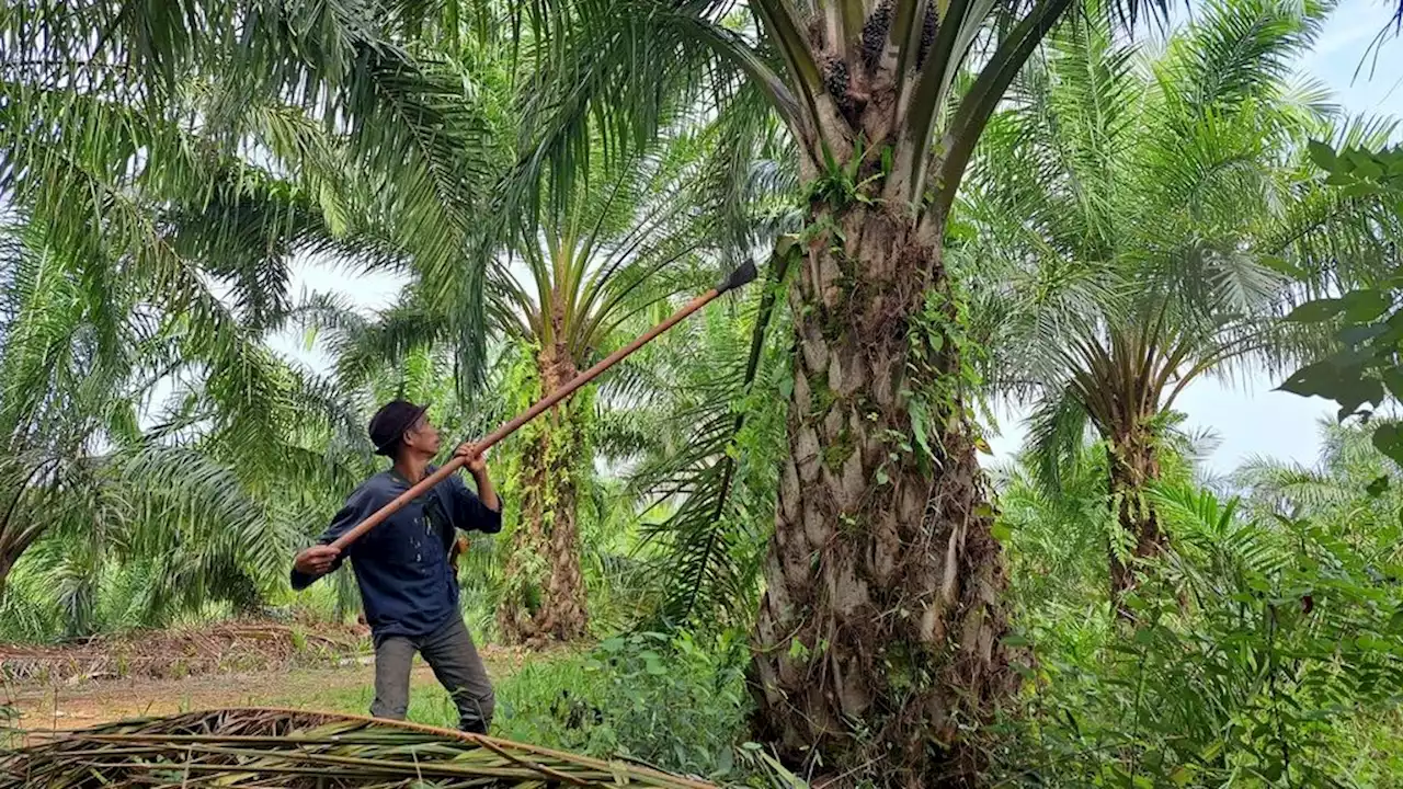 Perbaikan Tata Kelola, Pemerintah Akan Putihkan 3,3 Juta Hektar Sawit di Kawasan Hutan