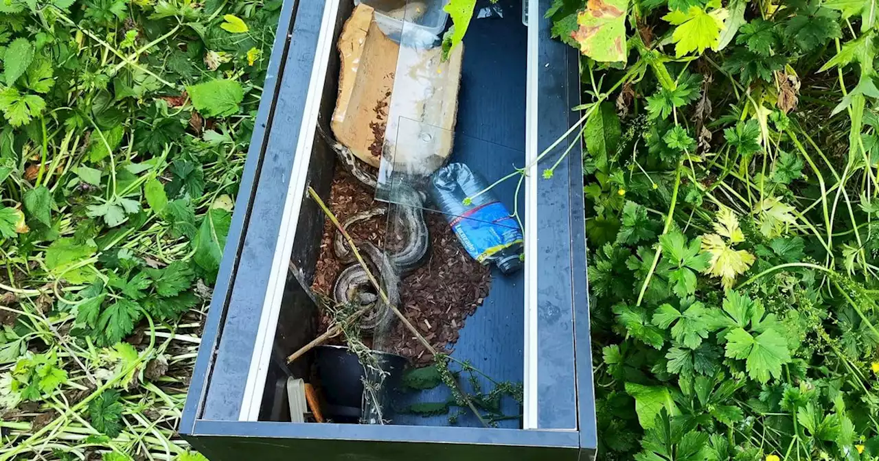 Mystery as school kids on litter pick find dumped snake in Irish countryside