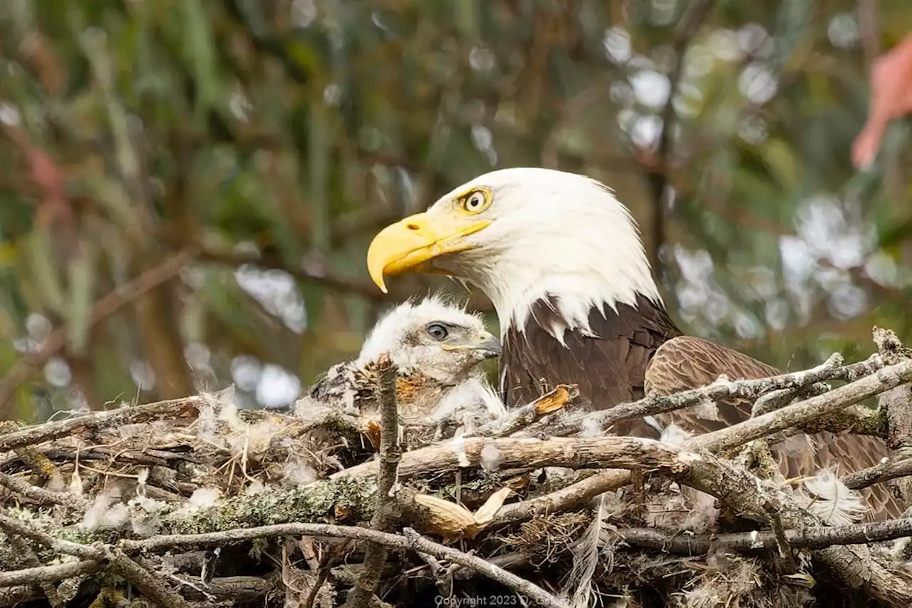 Águia captura filhotes de falcão, mata um e cria o outro como se fosse seu