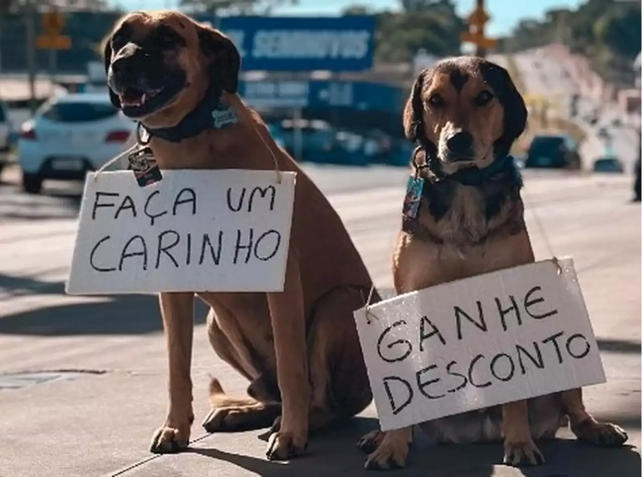 'Frentiscães': Cachorros frentistas trocam carinho por desconto em posto de gasolina de SP