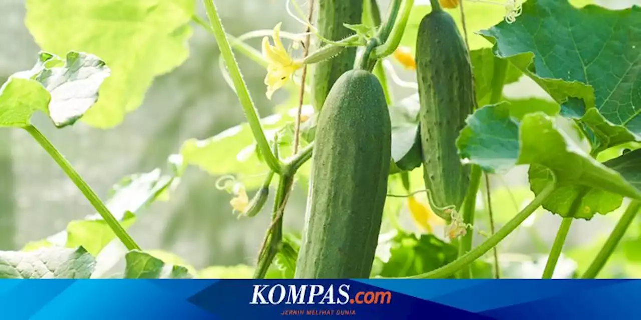 Manfaat Garam Epsom untuk Tanaman Mentimun, Bikin Buah Melimpah