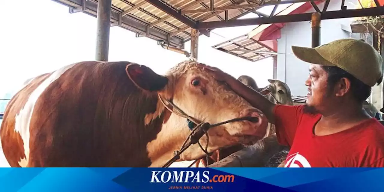 Mengenal Sapi-sapi Super asal Cianjur Pesanan Jokowi