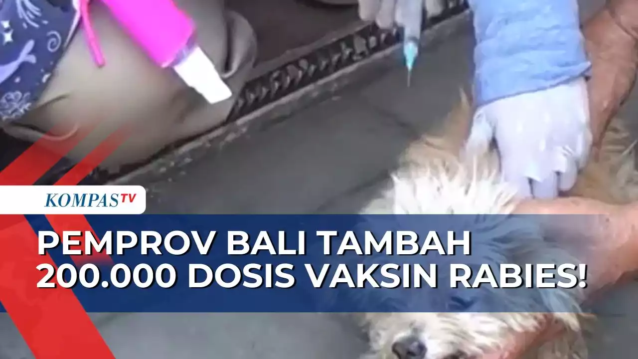 Waspada Virus Rabies pada Hewan Peliharaan, Pemprov Bali Tambah 200.000 Dosis untuk Disuntikkan!