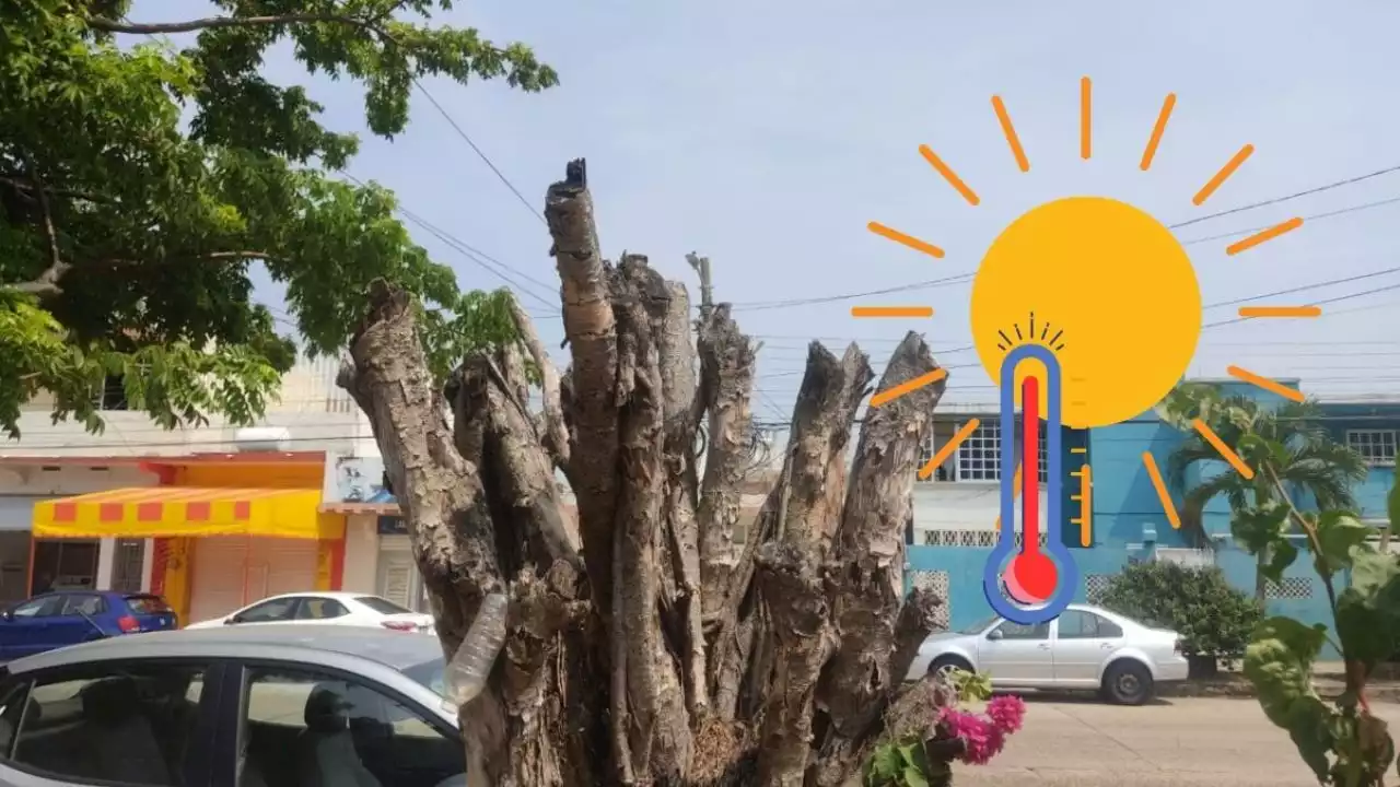 En ola de calor, ayuntamiento de Coatzacoalcos manda a cortar árboles