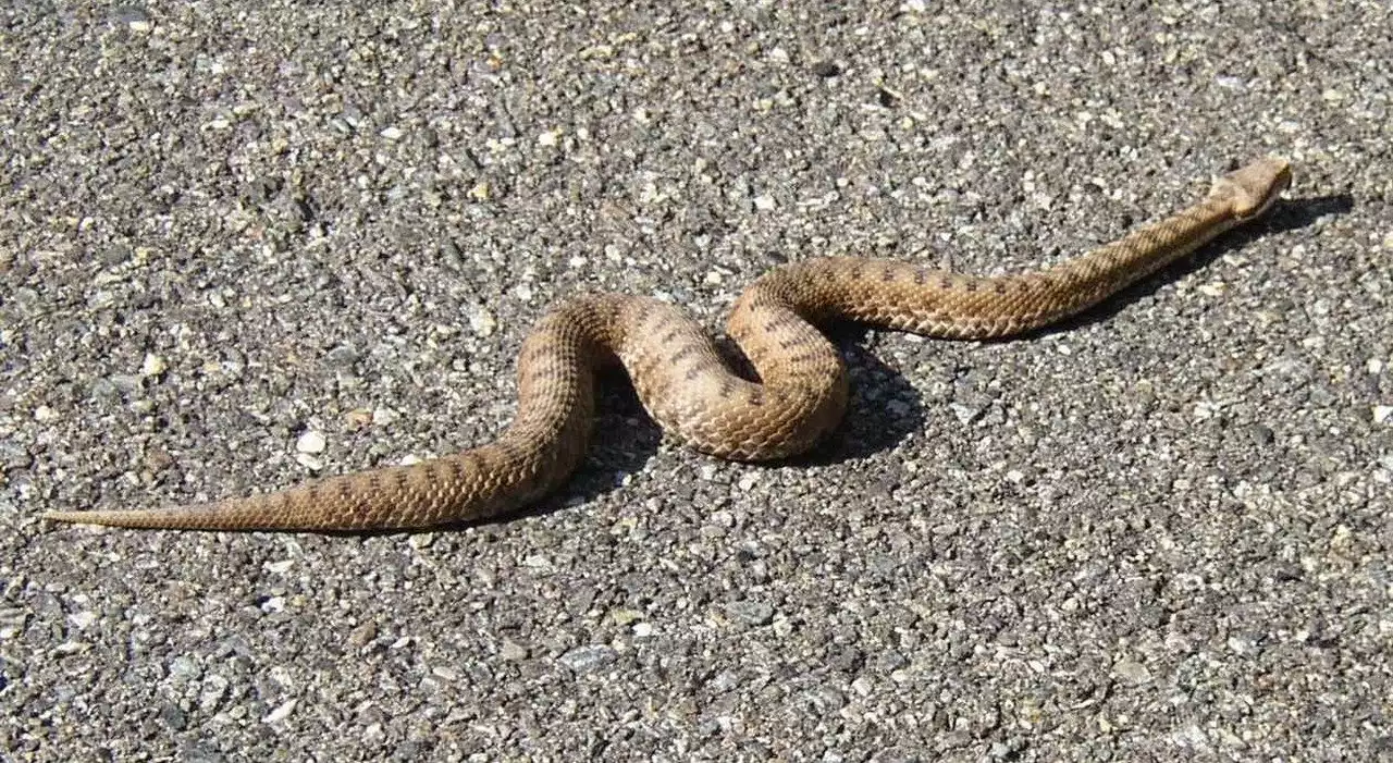 Morso da vipera al distributore di benzina: uomo di 50 anni in rianimazione